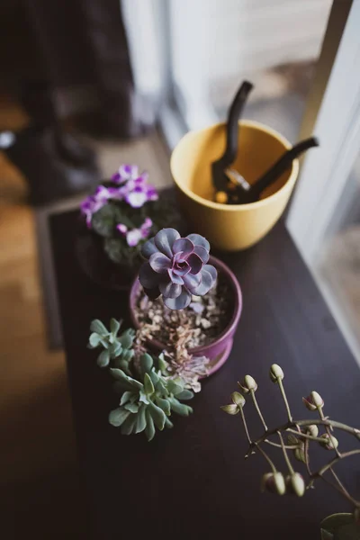 Indoor Plants Brighten Indoor Space — Stock Photo, Image