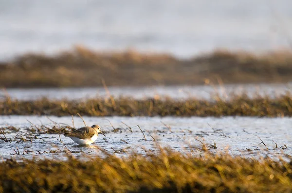 Belo Tiro Sandpiper Verde Perto Lago Campo Durante Dia — Fotografia de Stock