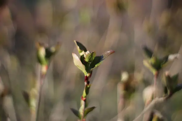 Selective Focus Shot Spring Bud — Stock Photo, Image