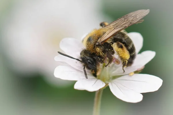 安德里娜 毕科洛 一只雌性Gwynne的采蜜蜜蜂在花园里一朵白色的天线菊花上的被子 — 图库照片