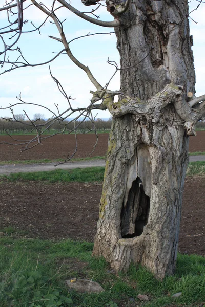 Ein Alter Hohler Baum Auf Einem Landwirtschaftlichen Feld — Stockfoto