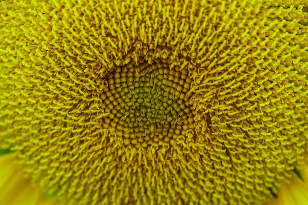 꽃잎이 해바라기의 일부를 매크로 — 스톡 사진