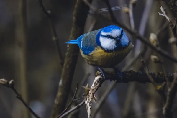 A shallow focus of an adorable blue tit bird on a tree branch