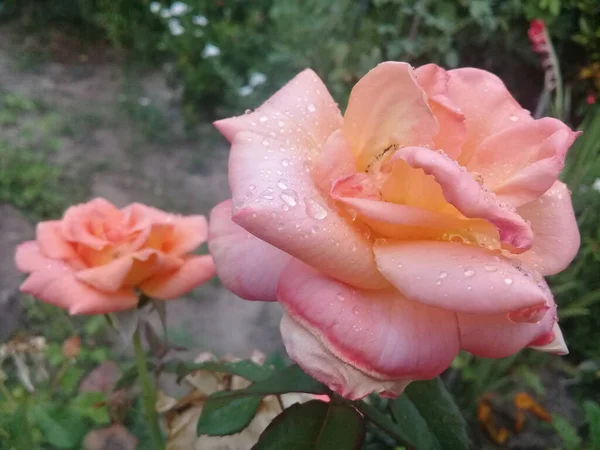 Крупный План Красивого Розового Цветка Капельками Воды — стоковое фото