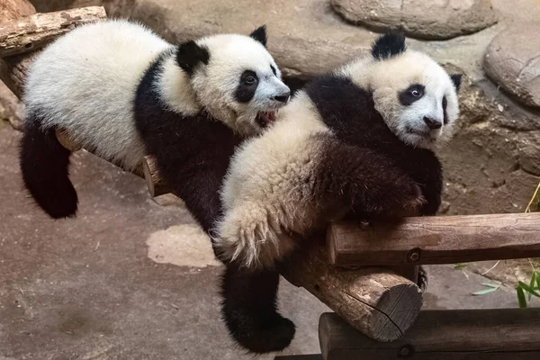 Dev Pandalar Ayı Pandalar Birlikte Oynayan Iki Bebek — Stok fotoğraf