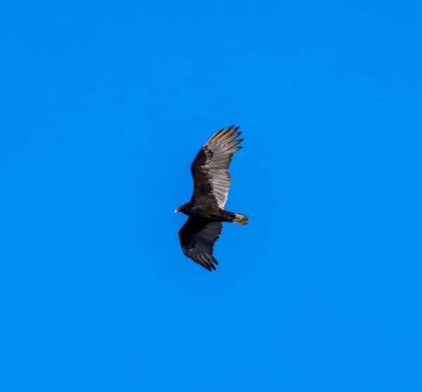 Vue Angle Bas Oiseau Noir Vol Contre Ciel Bleu — Photo