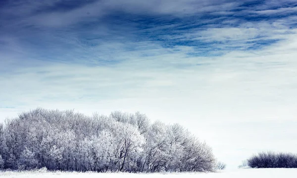 乡间多雨的天空下冬季森林的风景 — 图库照片