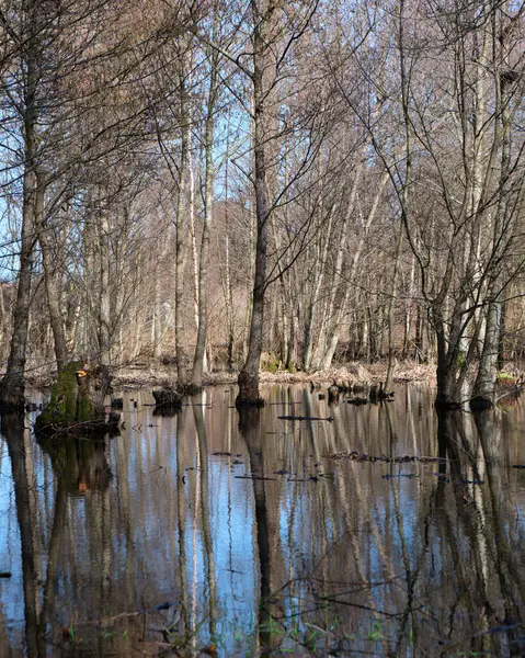 池の中の裸の木の垂直ショット — ストック写真