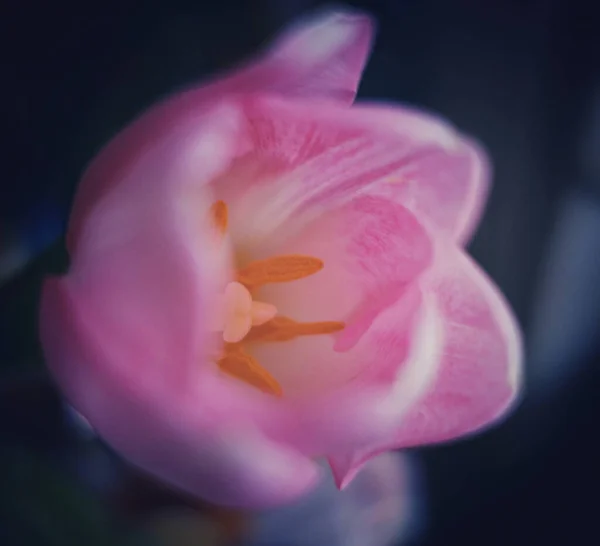 Uma Tulipa Rosa Fundo Embaçado — Fotografia de Stock