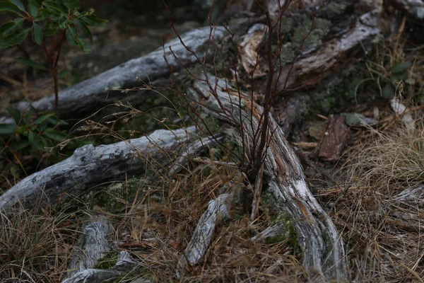 Gros Plan Des Racines Fortes Arbre Dans Forêt — Photo