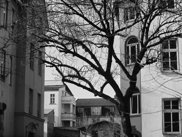Grayscale Shot Tree Buildings Background — Stock Photo, Image