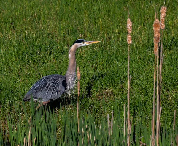 Una Gran Garza Azul Pastizal —  Fotos de Stock