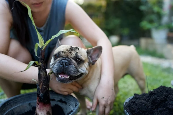 一个女人牵着一只可爱的法国牛头犬 它的脸上有泥土屑 — 图库照片