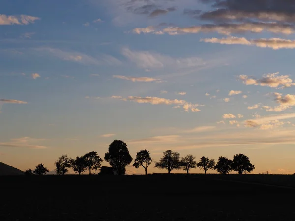 Sirus Kümülüs Bulutlarının Eşlik Ettiği Bir Ağaç Silueti Güneşli Bir — Stok fotoğraf