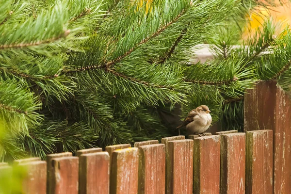秋の裏庭の雀は食事を探しています — ストック写真