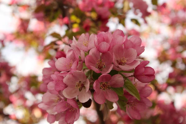 Selective Focus Shot Pink Blossoms Apple Tree — Stock Photo, Image