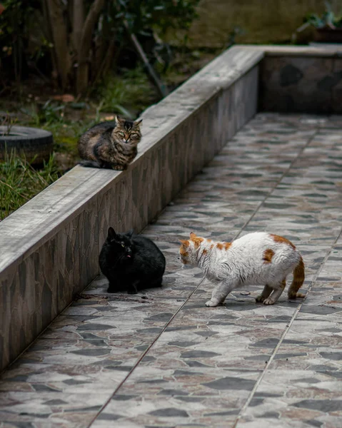 Kočky Hrají Venku Istanbulu — Stock fotografie