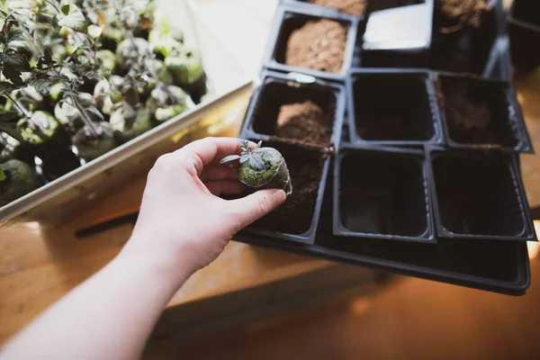 Starting Tomato Seedlings Indoors Prepare Gardening — Stock Photo, Image