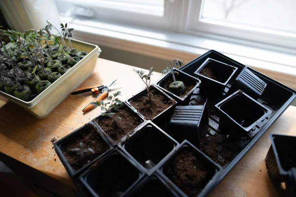 Tomatensämlinge Haus Eintopfen Sich Auf Die Frühjahrspflanzung Vorzubereiten — Stockfoto
