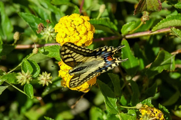 Kral Kelebeği Danaus Sonbahar Göç Süresinde Sarı Bahçe Çiçekleri Üzerine — Stok fotoğraf