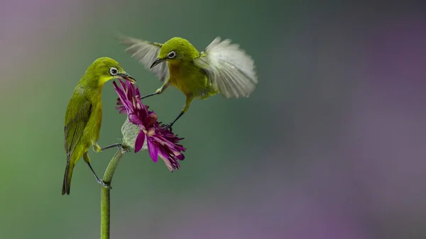 Dva Bílí Ptáci Živící Nektarem Purpurového Květu Rozmazaném Purpurovém Pozadí — Stock fotografie