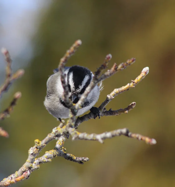 Closeup Eurasian Blue Tit Bird Sitting Branch Blurred Background — Fotografia de Stock