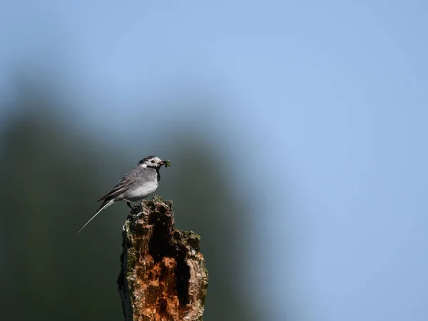 Pták Sedí Zlomeném Kmeni Stromu Zobáku Uvězněný Hmyz — Stock fotografie