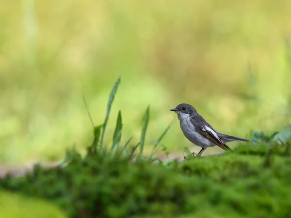 Nahaufnahme Eines Fliegenschnappvogels Auf Grünem Gras Mit Verschwommenem Hintergrund — Stockfoto