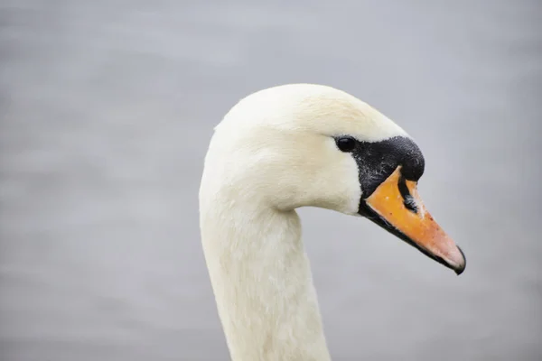 Primer Plano Cisne Blanco Nadando Las Aguas Lago — Foto de Stock
