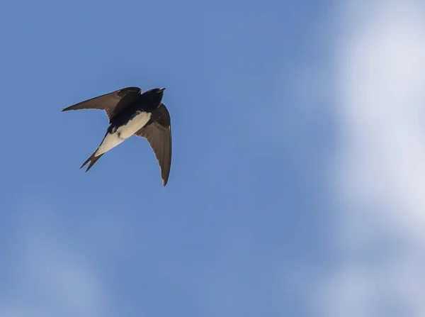 Low Angle Shot Southern Martin Bird Flying Cloudy Blue Sky — Stock Photo, Image