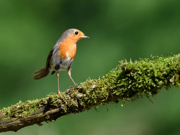 Beautiful Shot European Robin Bird Perched Branch Tree — Stock Photo, Image