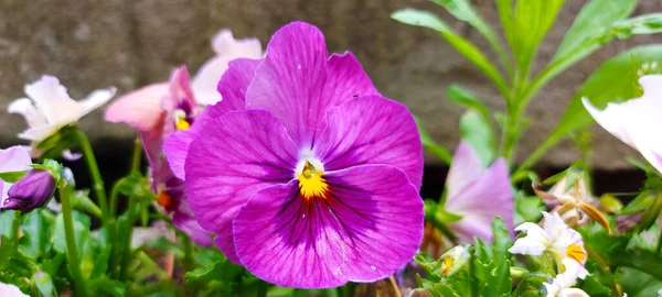 violett purple pansy in a flower box