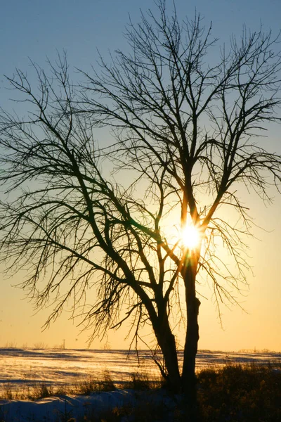 Plan Vertical Arbre Sec Sans Feuilles Absorbant Chaleur Des Rayons — Photo