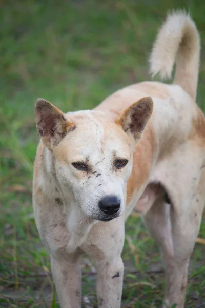 Hund Blanding Hvid Brun Farve - Stock-foto