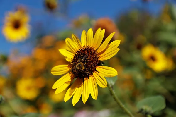 Closeup Shot Sunflower Bee Working Blurry Background — Stock Photo, Image