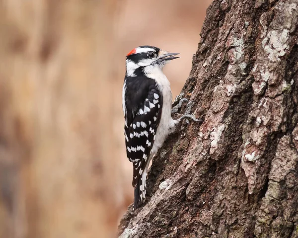 Primer Plano Del Pájaro Carpintero Tronco Del Árbol Dryobates Pubescens — Foto de Stock