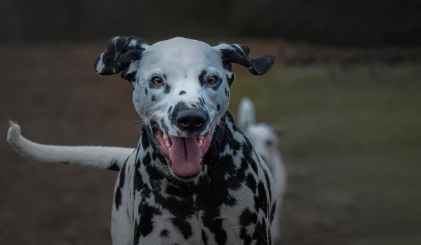 Close Full Grown Happy Dalmatian Stunning Eyes Mouth Open Blurry — Stock Photo, Image