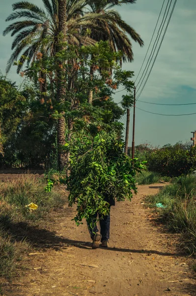 Eine Vertikale Aufnahme Eines Dorfbewohners Der Grüne Zweige Mit Blättern — Stockfoto