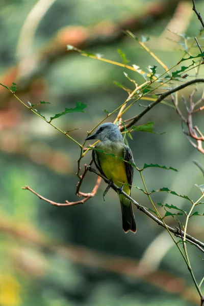 Macro Toma Coraciiformes Colorido Pájaro Una Pequeña Rama Verde Vertical —  Fotos de Stock