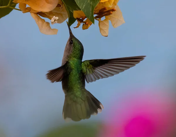 Egy Közeli Kép Egy Kolibriről Amint Repül Közeledik Virágokhoz Kertben — Stock Fotó