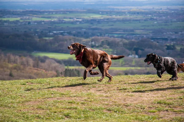 英国兰开夏郡里温顿 一个美丽的切萨皮克湾猎犬在田野里奔跑的镜头 — 图库照片
