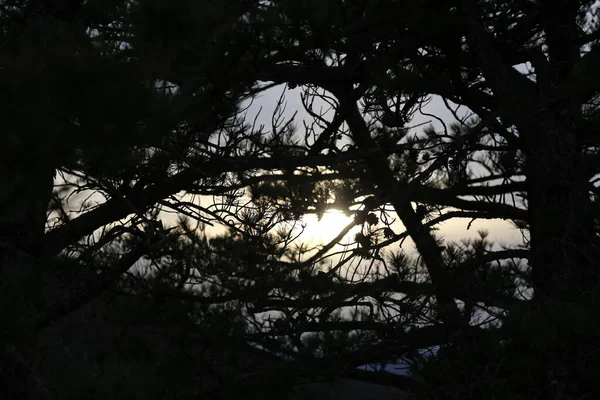 Beau Cliché Des Silhouettes Des Arbres Les Lumières Soleil Travers — Photo