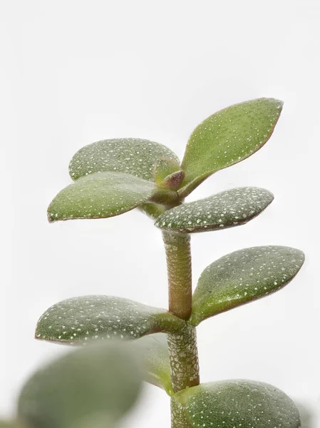 Μια Κάθετη Κοντινή Λήψη Ενός Φυτού Crassula Ovata Jade — Φωτογραφία Αρχείου