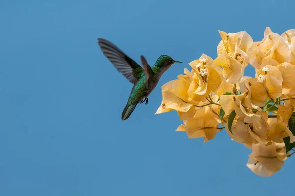 A close-up shot of a Hummingbird flying and approaching flowers in the garden in spring