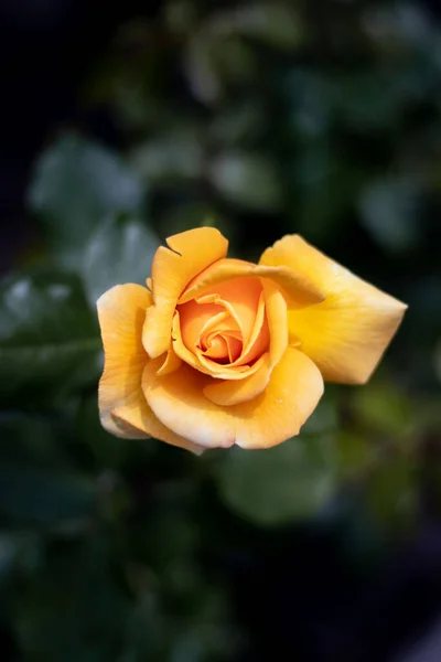 Esta Foto Muestra Una Hermosa Rosa Amarilla Jardín Rosas Budapest —  Fotos de Stock