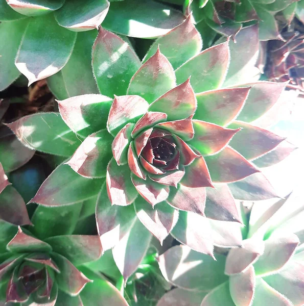 Sempervivum Groen Betekent Altijd Levend — Stockfoto