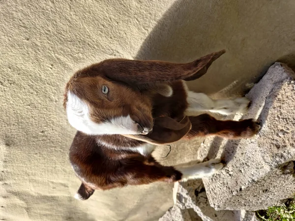 Vertical Shot Little Nubian Baby Goat — Stock Photo, Image