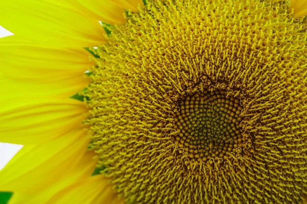 Makroaufnahme Eines Samenteils Einer Sonnenblume Mit Gelben Blütenblättern — Stockfoto