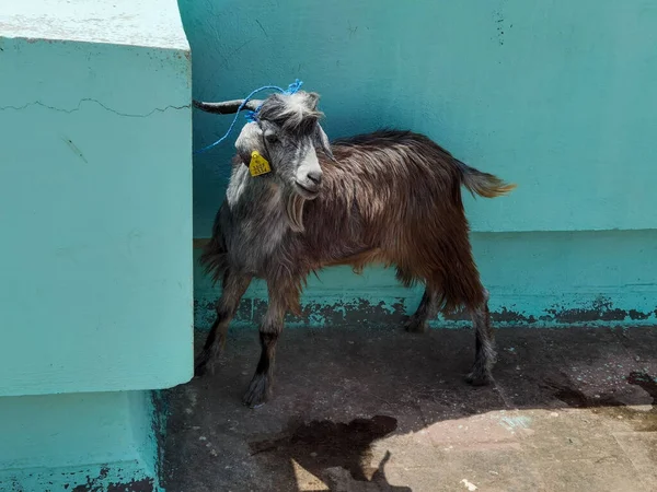 Young Black Goat Stands Rooftop — Stock Photo, Image
