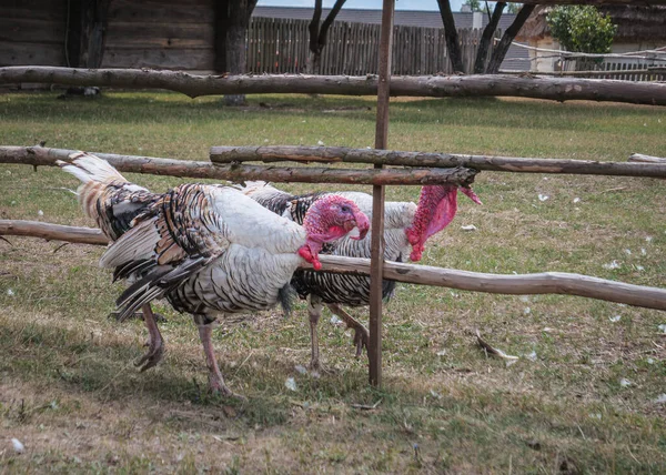 Pair Domestic Turkeys Farm Field — Stock Photo, Image